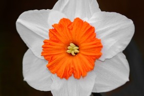 daffodil-56420_640