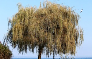 weeping-willow-507336_640