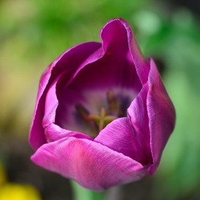 tulip-750460_640.jpg
