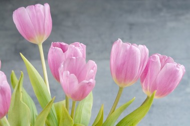 tulips-1352561_640.jpg